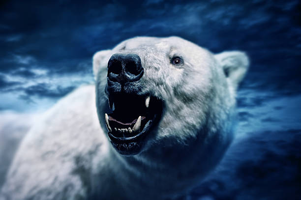 angry polar bear - hostile environment fotografías e imágenes de stock