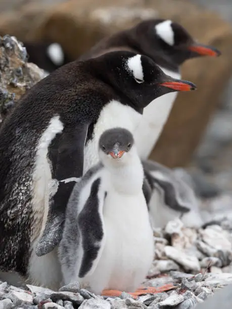 Photo of Curious gentoo penguin chick looking towards the camera in a busy rookery on the shores Brown Bluff, Antarctric Peninsula, Antarctica