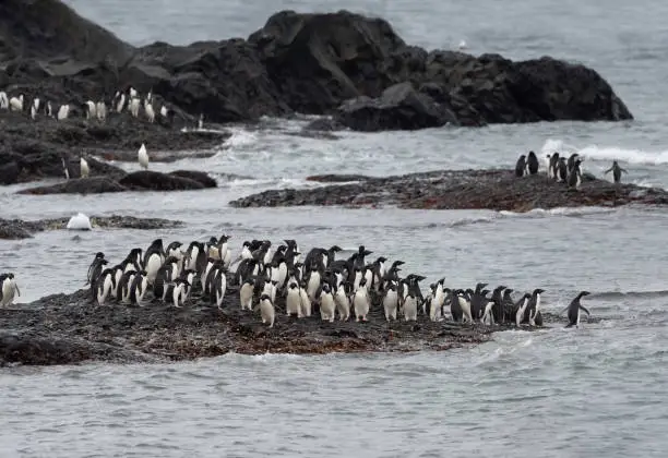 Photo of Adelie penguins attempting to collectively go the fishing but hesitant because of the presence of leopard seals in the waters, Brown Bluff on the Antarctic peninsula, Antarctica