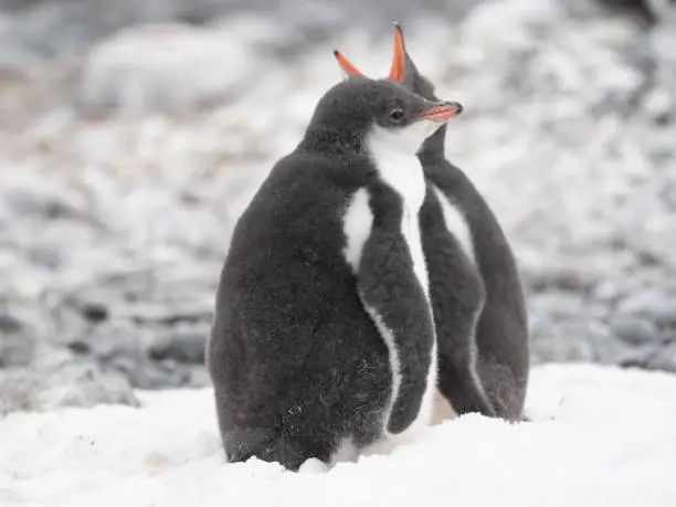 Photo of Closeup of possibly orphan Gentoo penguin chicks huddling together as their parents fail to return, Brown Bluff, Antarctric Peninsula, Antarctica