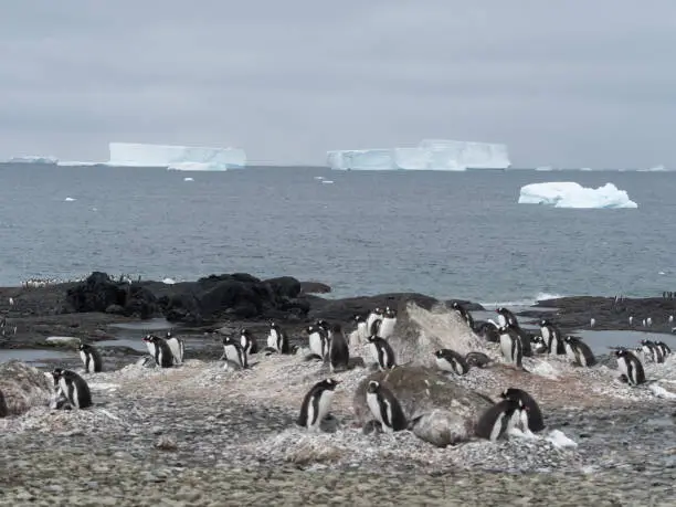 Photo of Huge colonies of adelie and gentoo penguins on the stunning glacial landscapes of Brown Bluff on the Antarctic peninsula, Antarctica