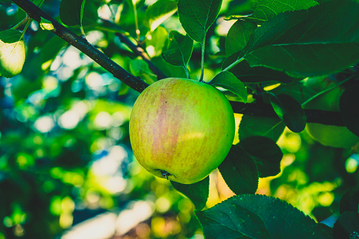 A growing apple on a tree.