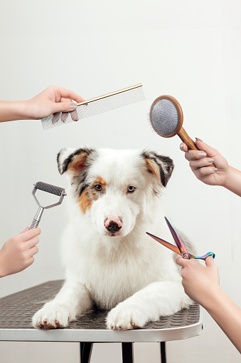 Australian shepherd dog at grooming salon