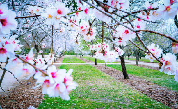 Almond flowers on the tree