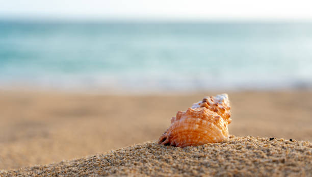 mare "u200b"u200bshell sulla spiaggia sabbia con mare turchese sullo sfondo - messa a fuoco selettiva - spazio copia. - starfish beach white shell foto e immagini stock