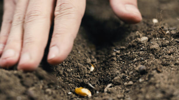 istock close up of hand planting corn seed into the ground 1381665043