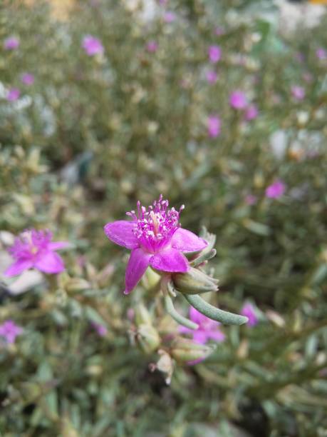 istock close-up of extraordinary beautiful pink flowering fields 1381667409