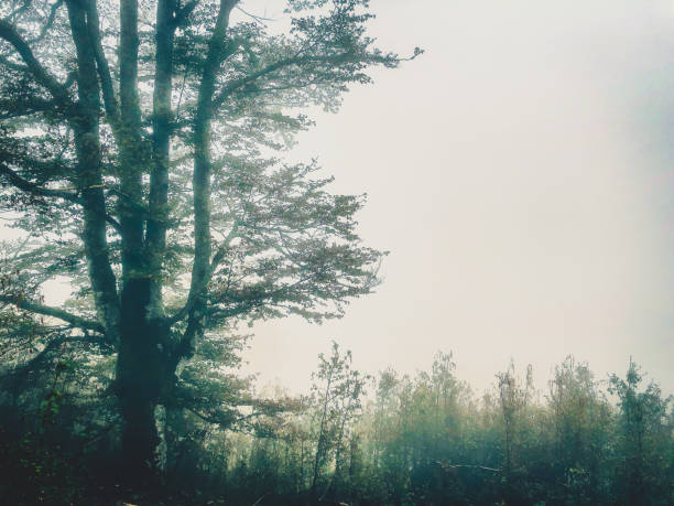 istock The Black Forest in Germany with fog. 1381670106