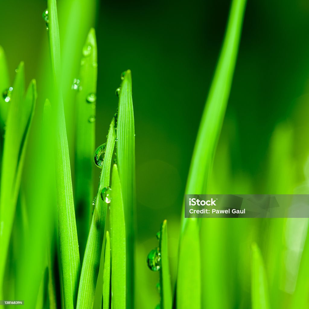 Gouttes d'eau sur lames de herbe de blé - Photo de Agropyre libre de droits