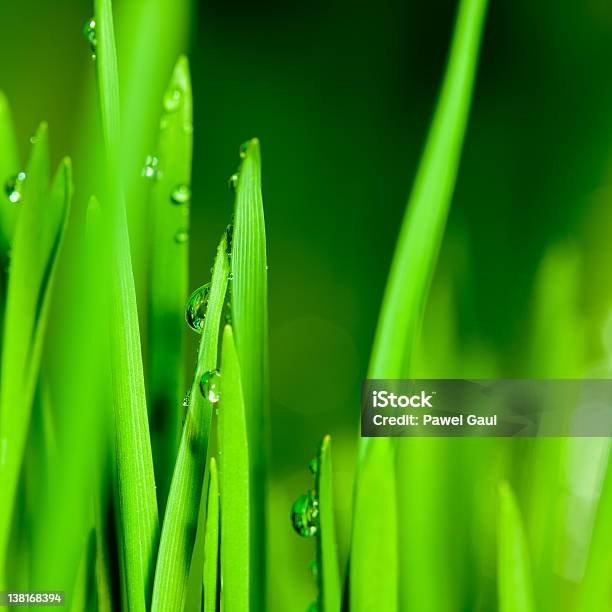 Foto de Pulverizar Gotas Sobre As Lâminas De Grama De Trigo e mais fotos de stock de Ampliação