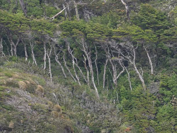 buki południowe w południowym chile - southern beech zdjęcia i obrazy z banku zdjęć