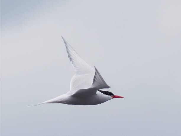 istock A South American Tern in flight 1381687830