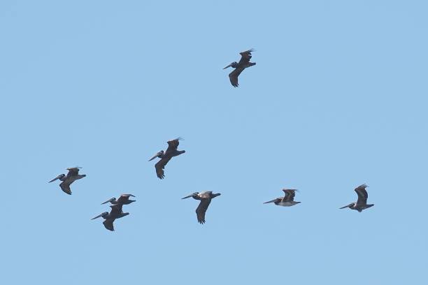 A flight of several Peruvian Pelicans over the coast of central Chile (Pelecanus thagus) stock photo