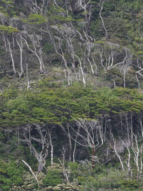 istock Southern Beech trees in southern Chile 1381693971