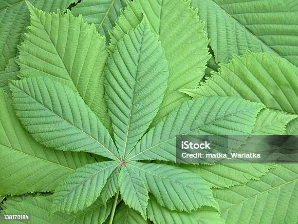 Folhas - Fotografias de stock e mais imagens de Botânica - Ciência de plantas - Botânica - Ciência de plantas, Castanha, Castanheiro - Árvore de folha caduca