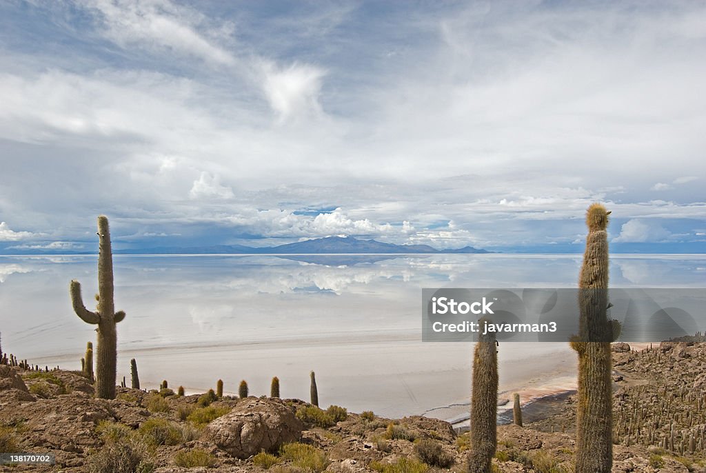 Cardon Кактус на Isla de Pescado, Боливия - Стоковые фото Дикая местность роялти-фри