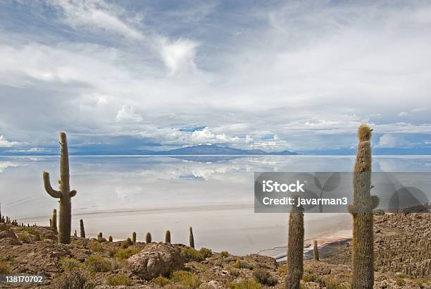 Cardon Кактус На Isla De Pescado Боливия — стоковые фотографии и другие картинки Дикая местность - Дикая местность, Дикая растительность, Жар - температура