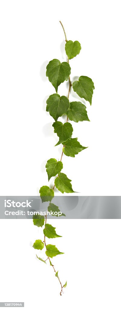 Bindweed leaves isolated on white background Twig of a climbing plant Autumn Stock Photo