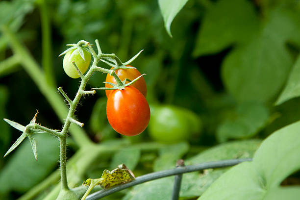 Ripe grape tomatoes growing stock photo