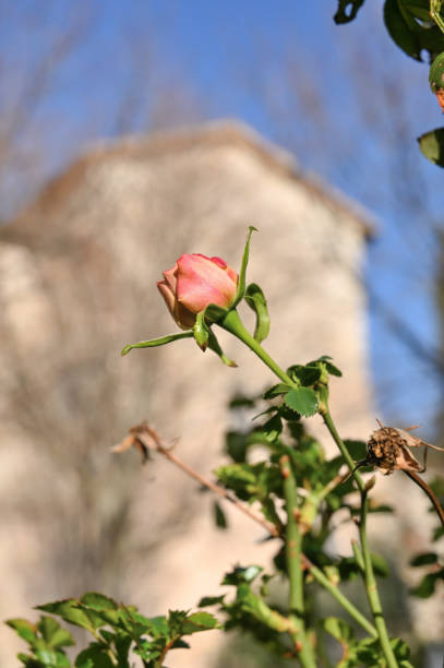 Roses inside the abbey of Sassovivo
