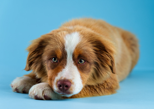 Mini Australian Shepherd Puppy Portraits - Young cute puppy photographed in studio with light blue background. Mini Australian Shepherd dog portraits.