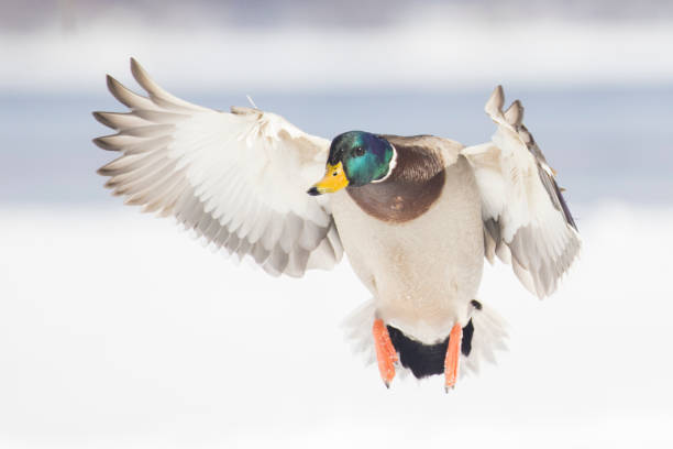 istock Mallard ducks in winter 1381720758