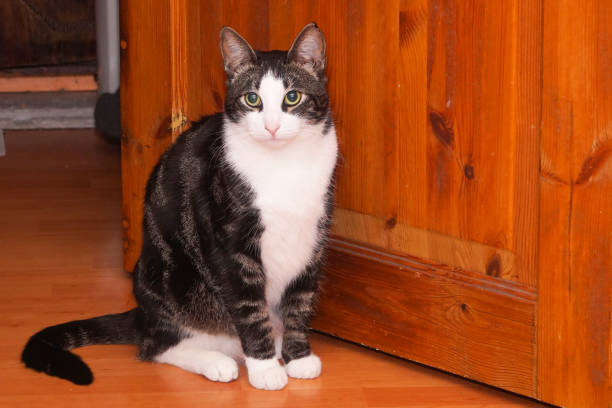 istock Striped cat is sitting on a wooden floor. 1381720850