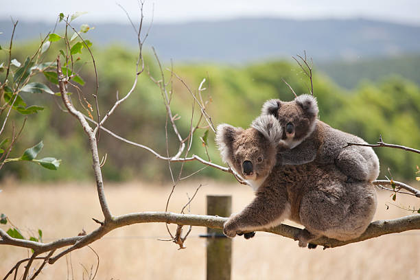 Koala with baby, Hordern Vale, Australia A mother carries her baby on her back.. marsupial stock pictures, royalty-free photos & images