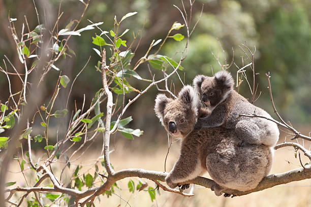 istock Koala with baby, Hordern Vale, Australia 138172446