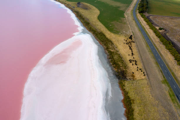 istock Pink Lake Australia 1381726327