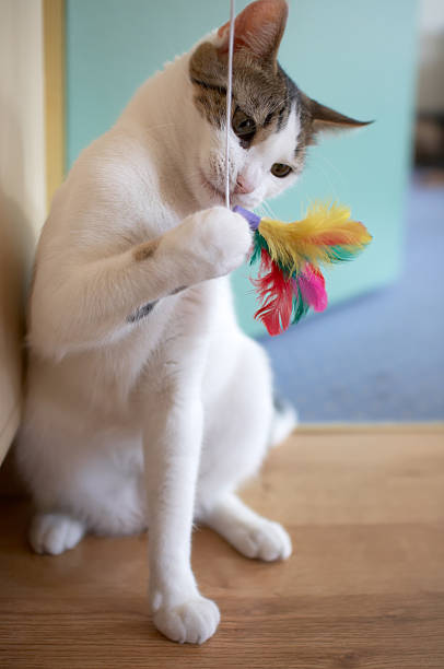 istock White and gray cat swatting at feather toy on a string 138172828
