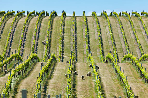 Babydoll sheep in a vineyard Babydoll sheep grazing in a vineyard in Marlborough wine region in the South Island of New Zealand marlborough new zealand stock pictures, royalty-free photos & images