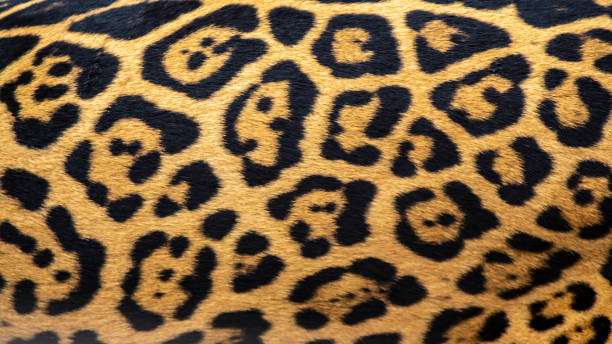 istock Jaguar fur markings background 1381742932