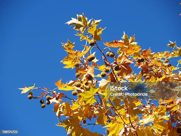 Hojas De Otoño Platan Sobre Cielo Azul Foto de stock y más banco de imágenes de Abstracto - Abstracto, Aire libre, Amarillo - Color