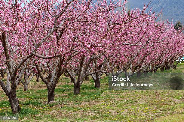 Beijo De Primavera - Fotografias de stock e mais imagens de Ao Ar Livre - Ao Ar Livre, Beleza natural, Botão - Estágio de flora