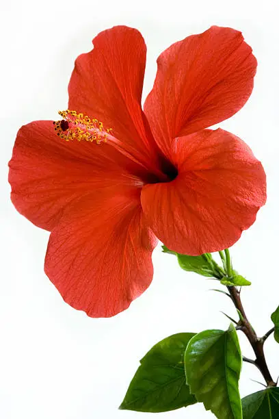 Beautiful fresh red Hibiscus with green leafs isolated by the white background.
