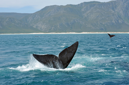A single Sei Whale (Balaenoptera borealis) surface in waters of the southern Chilean Fjords, as they migrate north to warmer waters in the southern autumn.