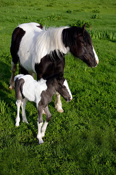 istock Horses - Mother and baby 138175291