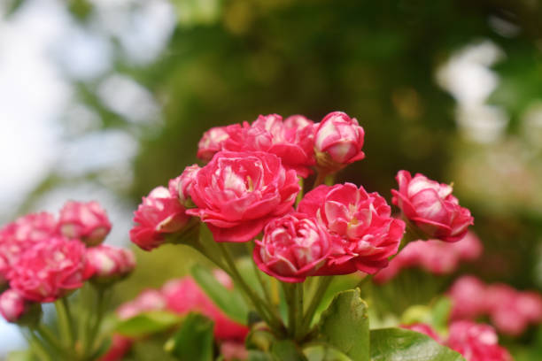 zbliżenie różowego kwiatu głogu kwitnącego na zielonej naturze rozmyte tło. piękne kwiaty w ogrodzie w sezonie wiosennym w wielkiej brytanii. - hawthorn zdjęcia i obrazy z banku zdjęć