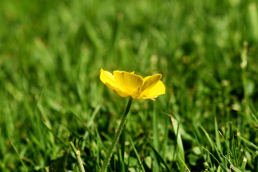 Close up of Yellow buttercup flower on green grasses in beautiful sunny day in spring season in UK.Green nature blurred background.