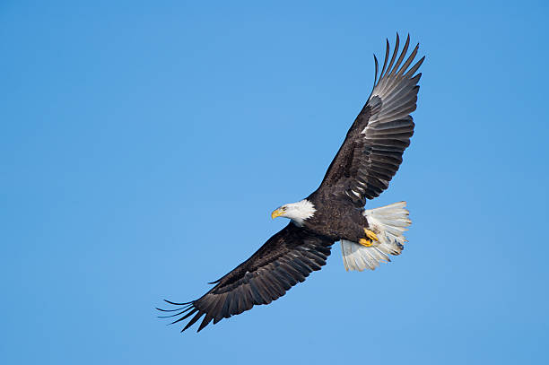 istock Bald eagle flying over Mississippi River Le Claire, IA 138176196