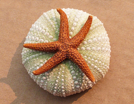 A close-up view directly above an orange colored starfish and a green sea urchin shell in bright sunlight on a dry sand beach.