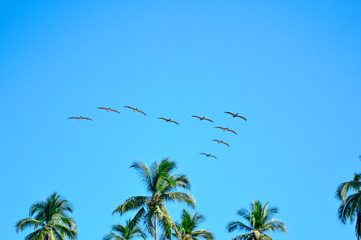 A flock of pelicans flying in the blue sky on the beach.