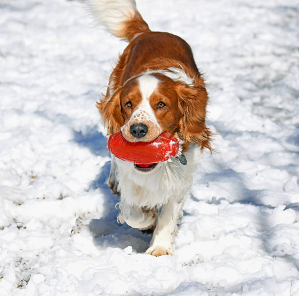 istock Welsh Springer Spaniel With a Red Toy in the Snow 1381775264