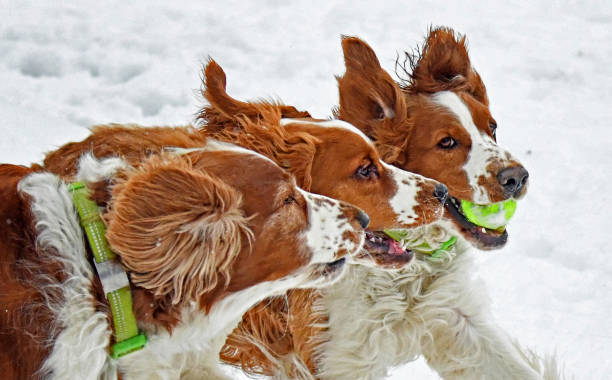 istock Three Welsh Springer Spaniels Running in the Snow 1381775769