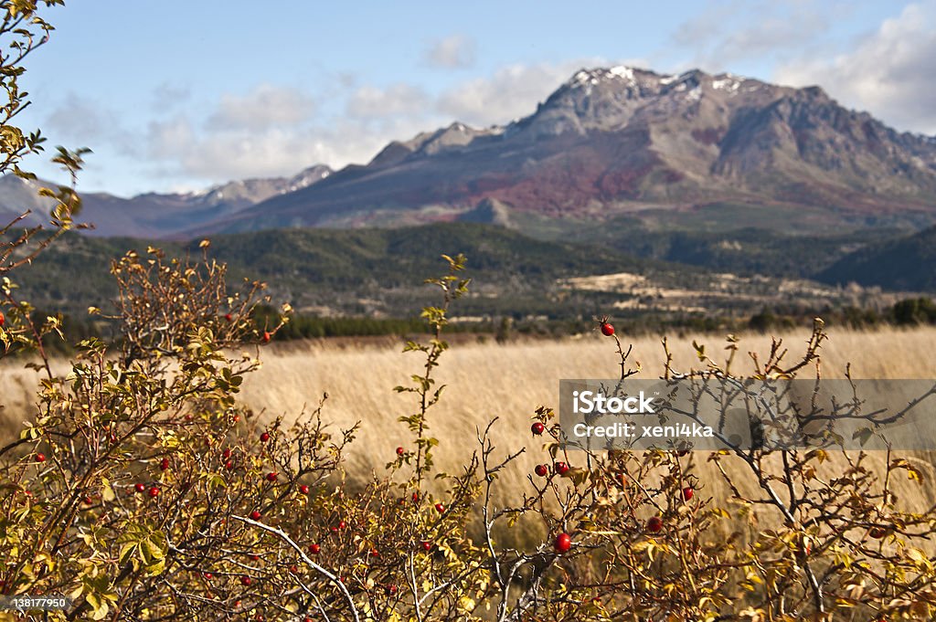 Jesień kolory w El Boliche, Bariloche, Patagonia, Argentyna - Zbiór zdjęć royalty-free (Ameryka Południowa)