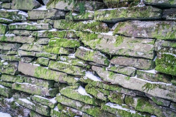 Pattern green nature wall forest background with sunlight