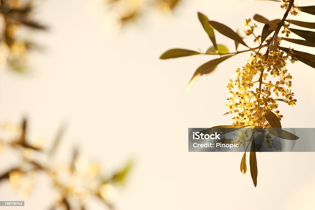 Olive tree com flores ao anoitecer - Foto de stock de Oliveira royalty-free