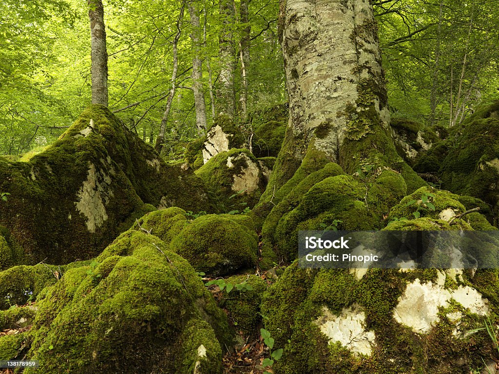 Wald Bäume Irati - Lizenzfrei Baum Stock-Foto