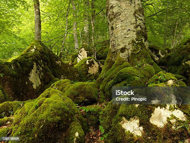 Alberi Di Foresta Irati - Fotografie stock e altre immagini di Albero - Albero, Ambientazione esterna, Ambientazione tranquilla